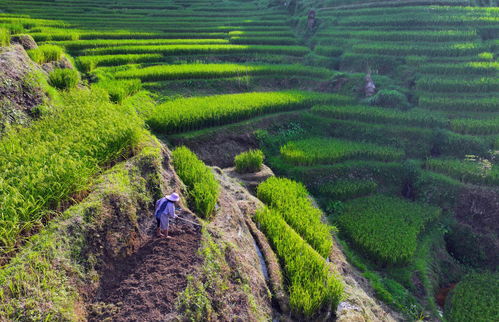 文化中國行 傳統村落人文影像志丨堯告村 云端古寨寄鄉愁